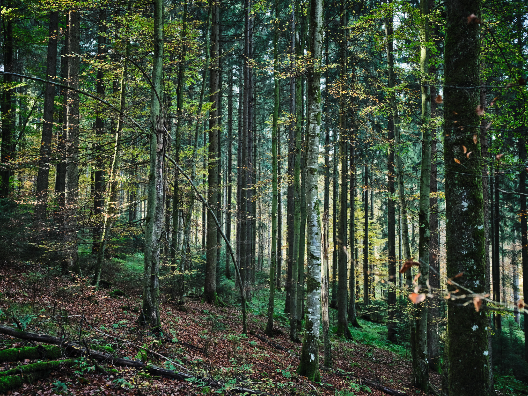 Birch forest