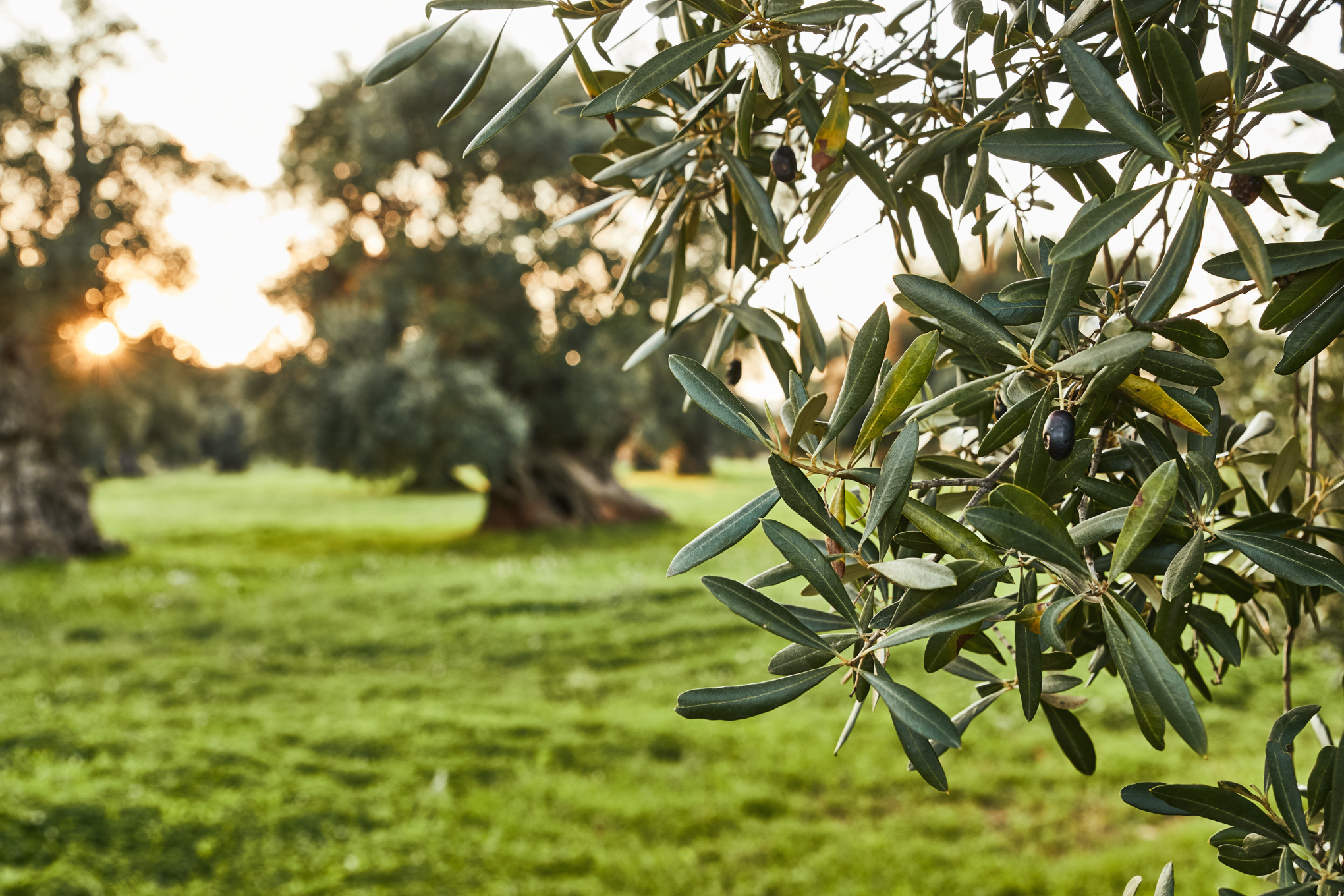 Close-up of an olive branch, with a background of a sunny field with olive trees 