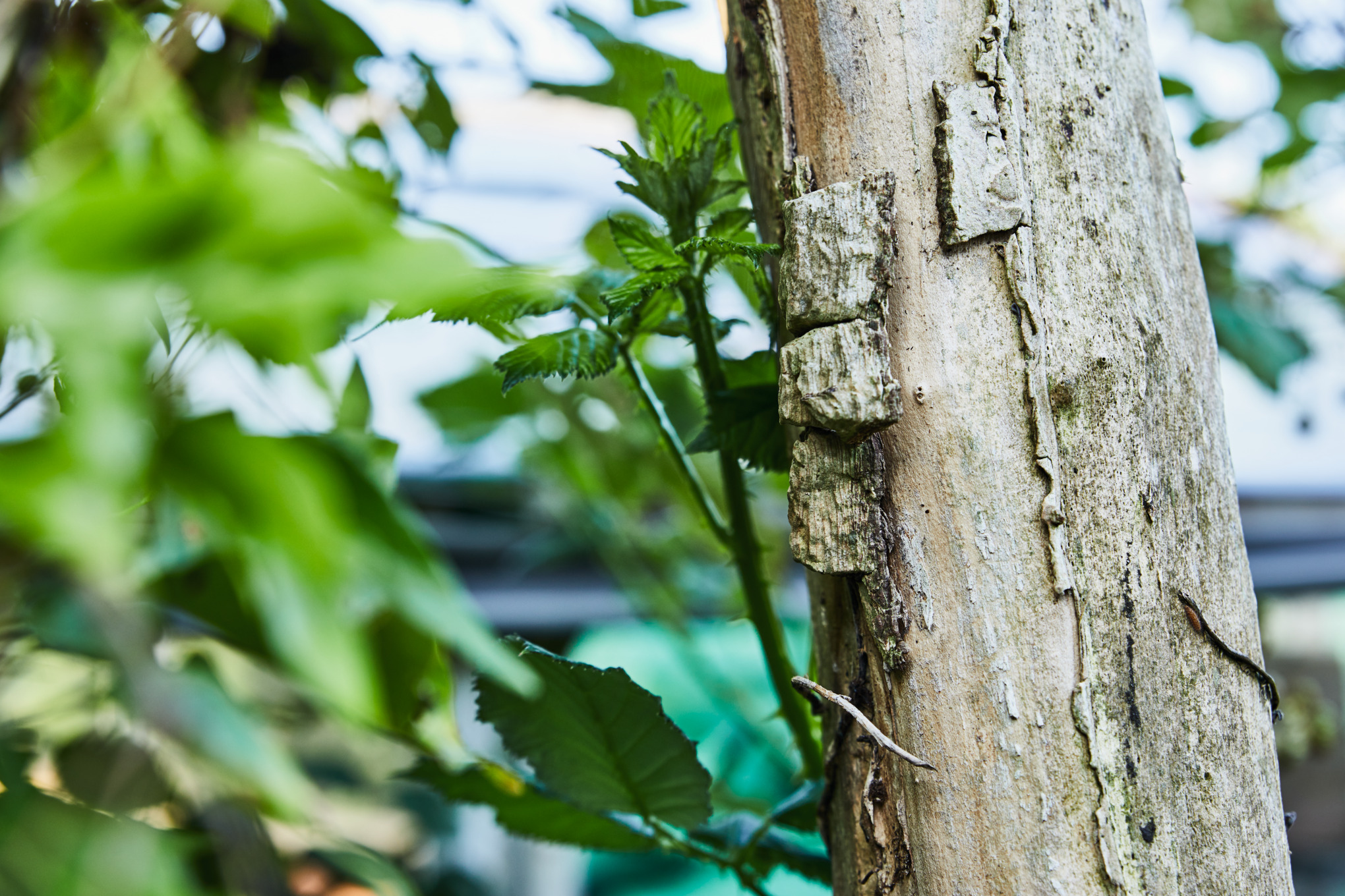 Birch in close-up