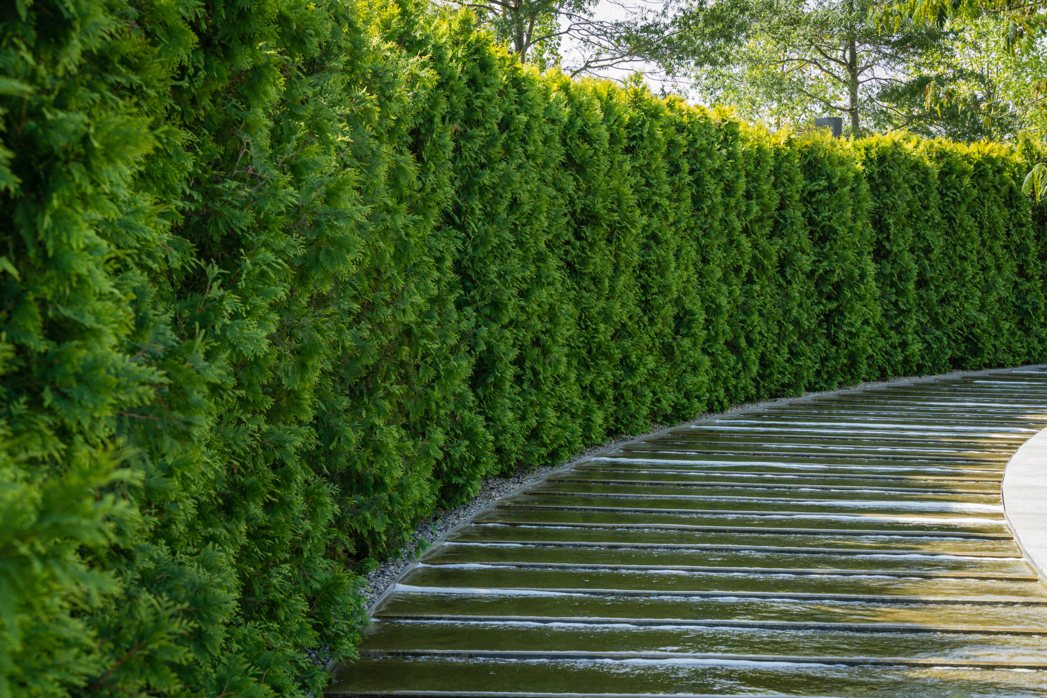 Dense, green thuja hedge beside a path