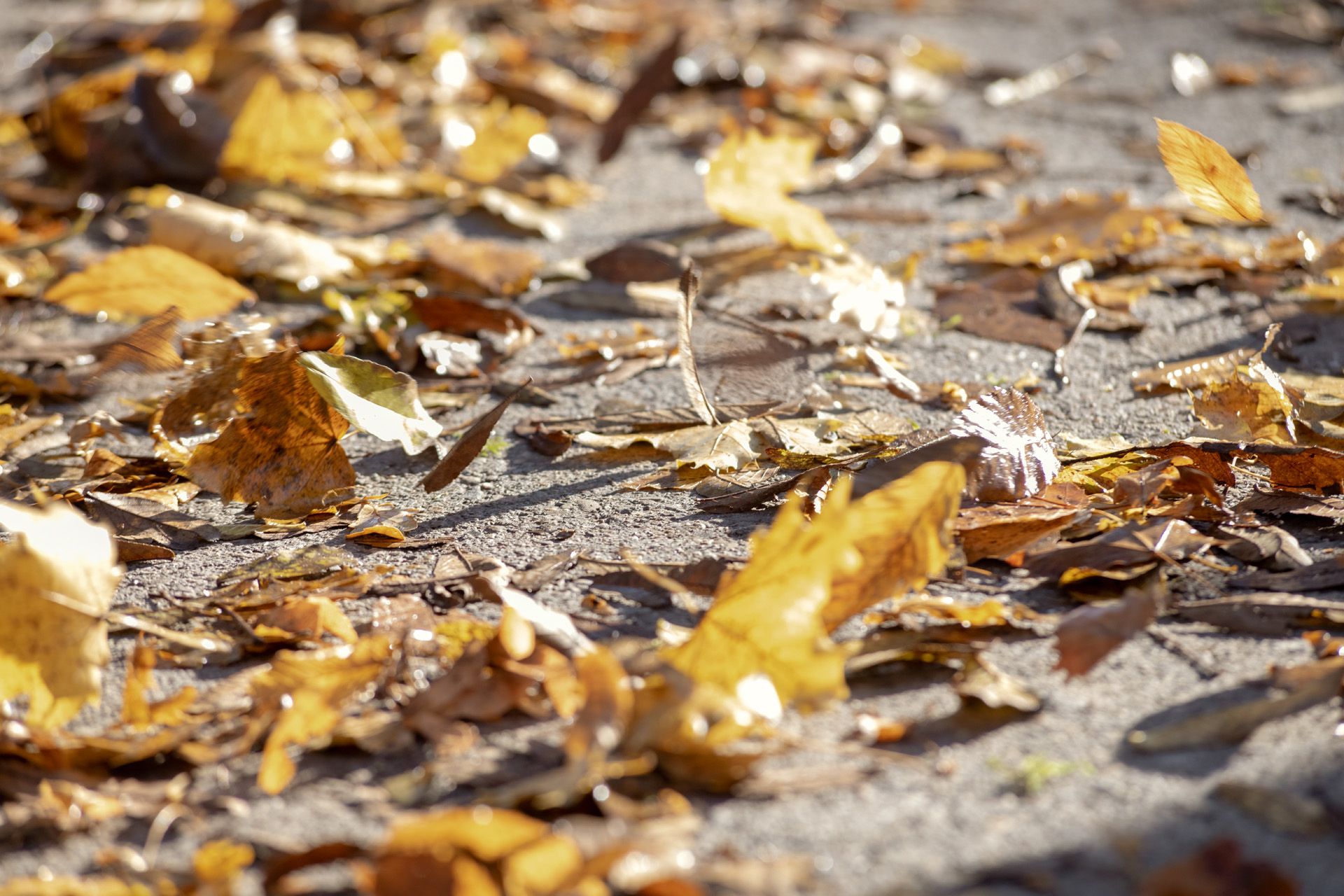 Autumn leaves