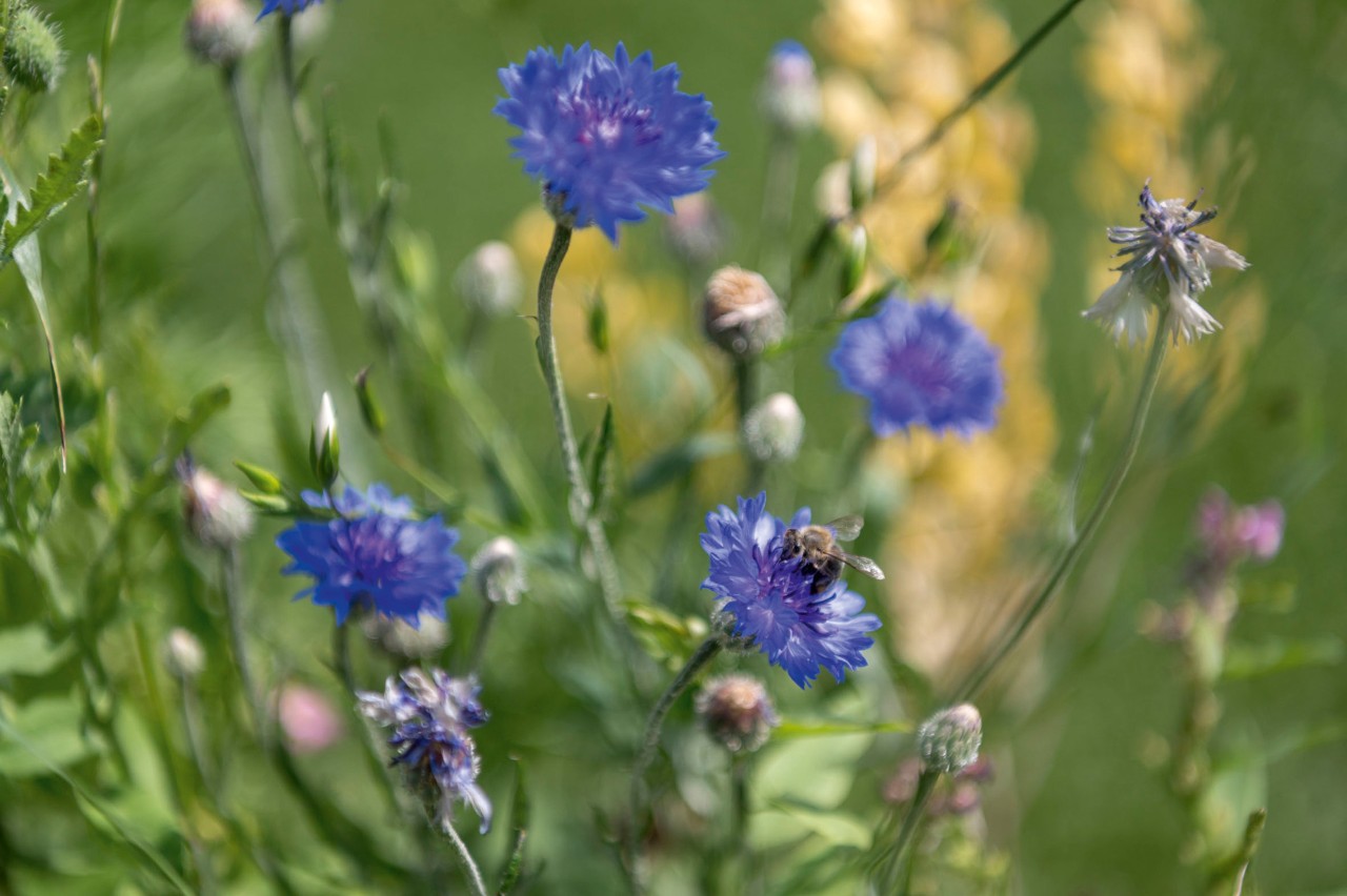 Close-up of bright blue cornflowers in front of some other wildflowers