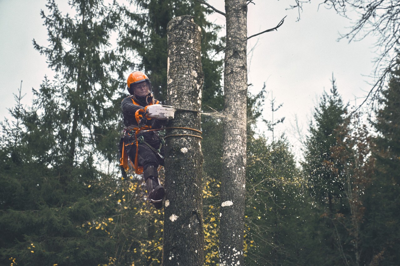 Viktoria Carstens hangs from a birch tree with a safety rope and cuts the trunk with an MSA 220 T