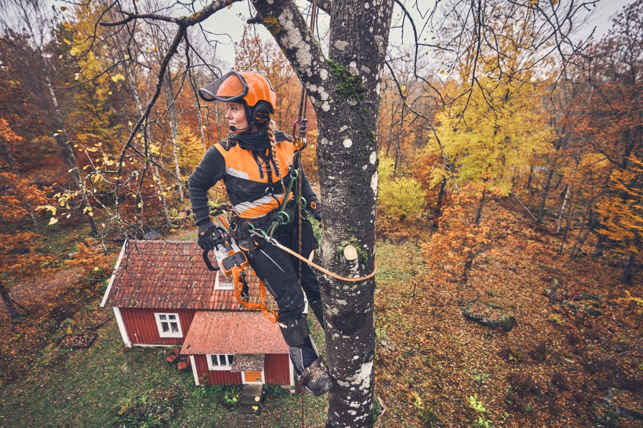 Arborist Viktoria Carstens hangs from a birch tree, with a safety rope and a STIHL MSA 220 T battery chainsaw 