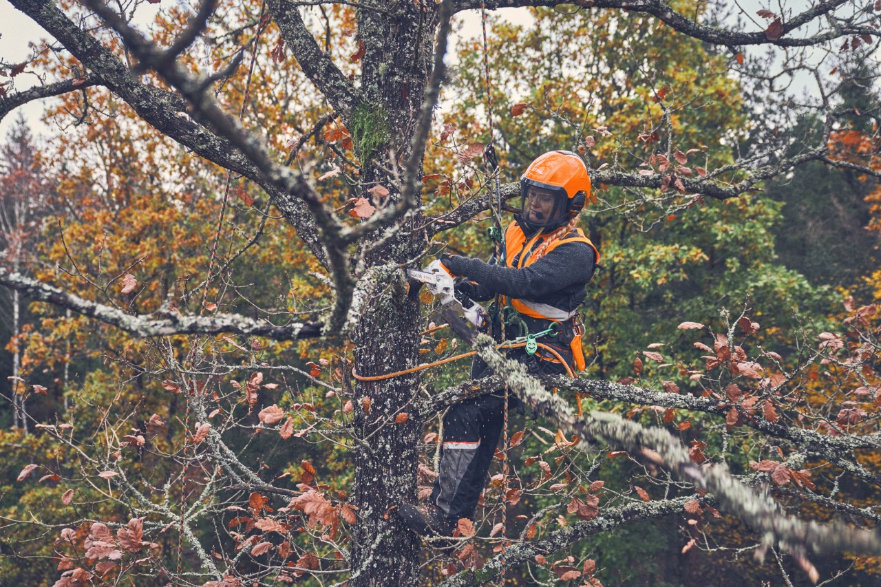 Viktoria Carstens saws a branch off a tree using a STIHL GTA 40 battery pruner