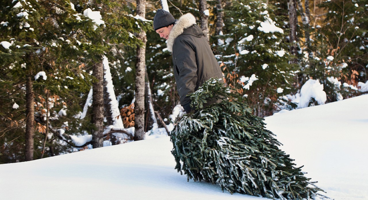 A man wearing a hat and winter jacket pulls a Christmas tree through a snowy forest after felling it himself