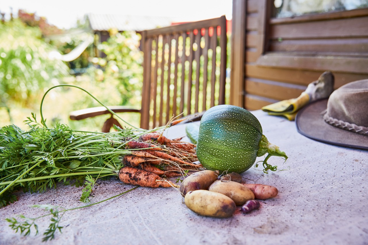 Freshly harvested garden vegetables