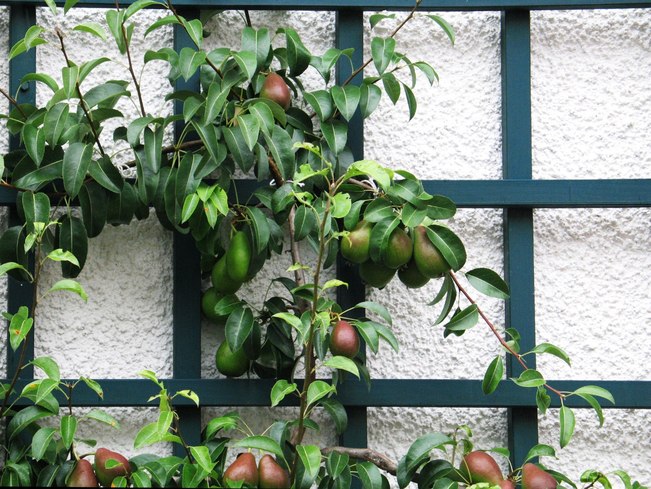 Branches bearing pears on a dark green espalier frame against a light-coloured wall