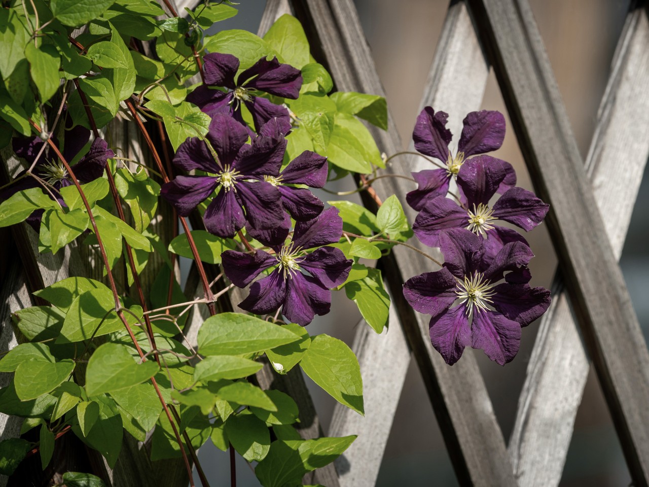 Dark purple clematis in front of a wooden plant support