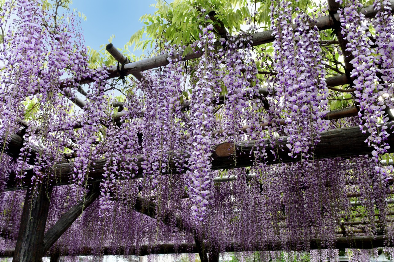 Wooden pergola covered in wisteria