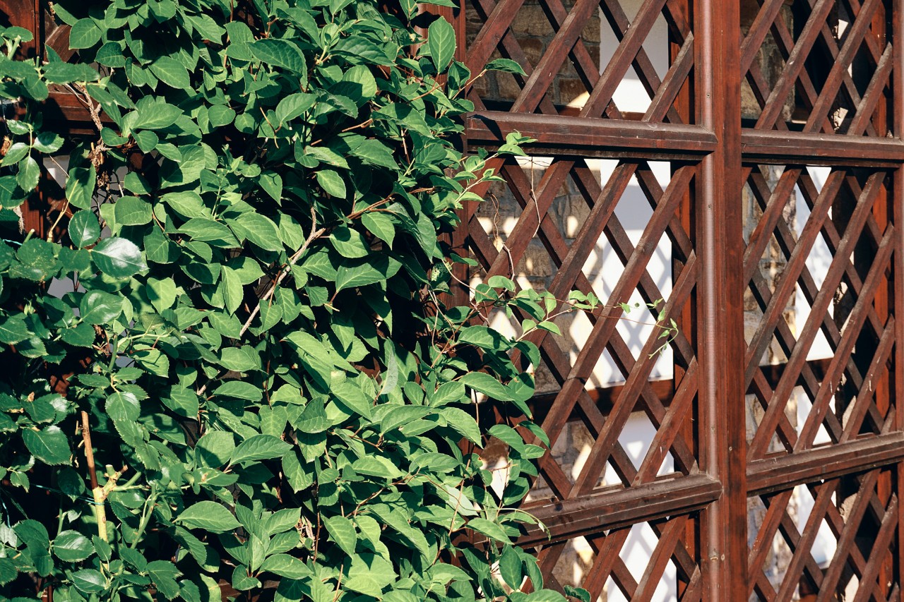 Grid supports made from dark brown wood, half overgrown with dark green leaves