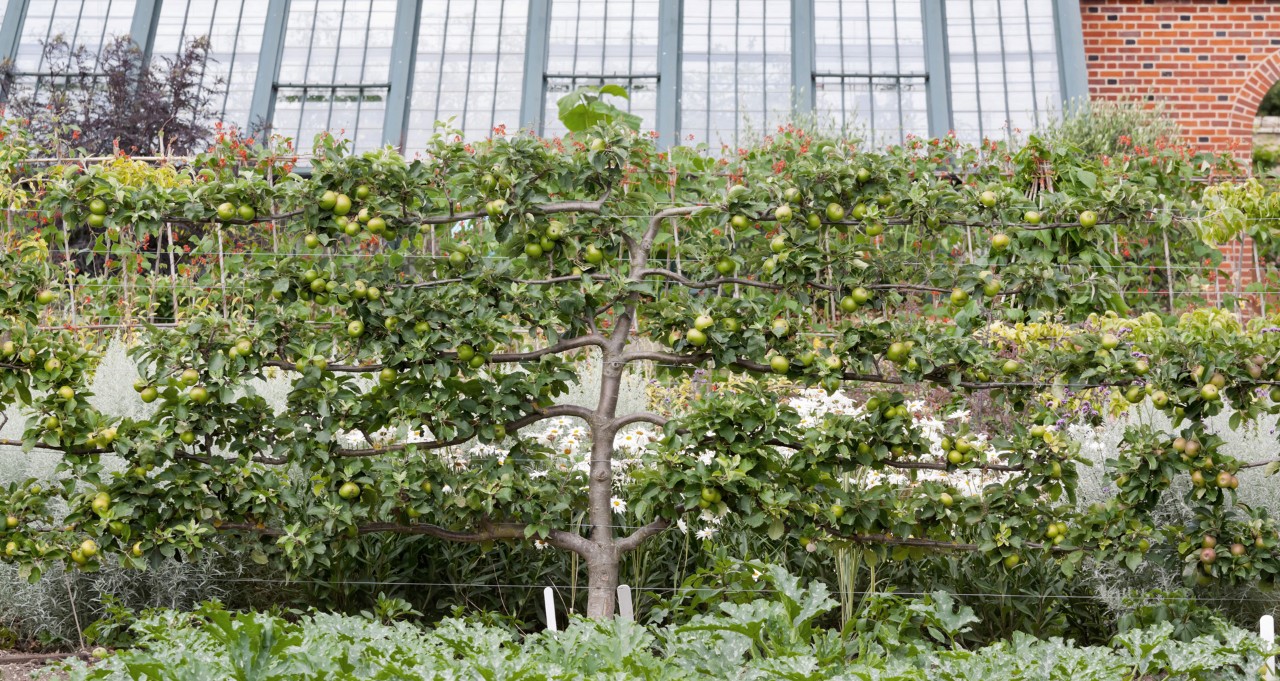 Apple tree on a wire rope support