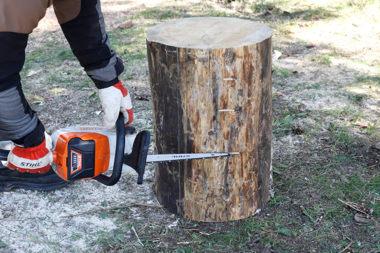 Notches being sawn into an upright wooden log with a STIHL MSA 140 C chainsaw