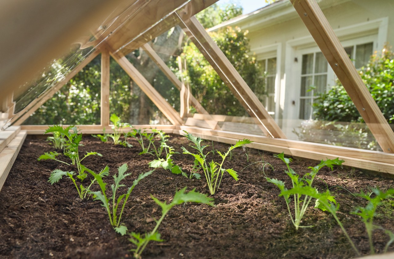 Interior view of a covered raised bed with sprouting plants