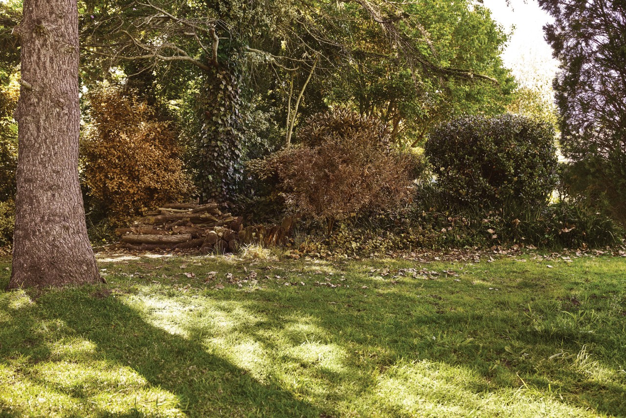 An area of lawn shaded by trees and with a pile of logs in it