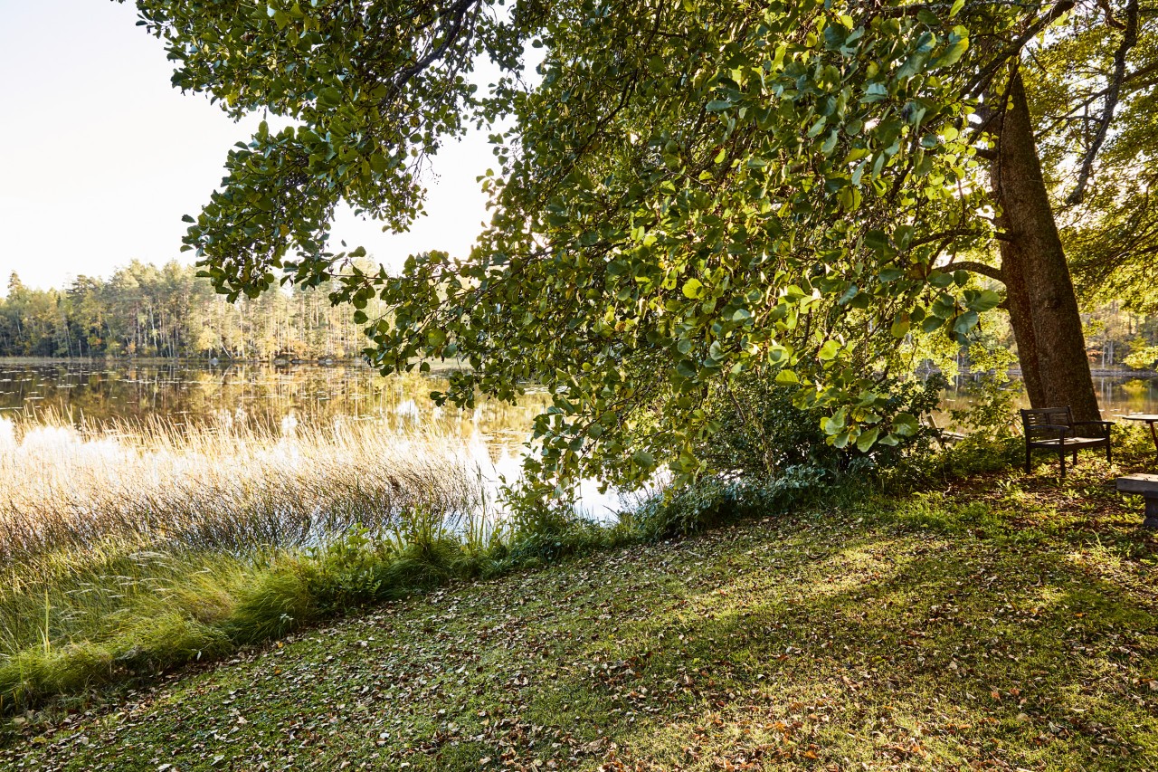 A scene of a lake shore on a bright day, with long grasses and a mature tree