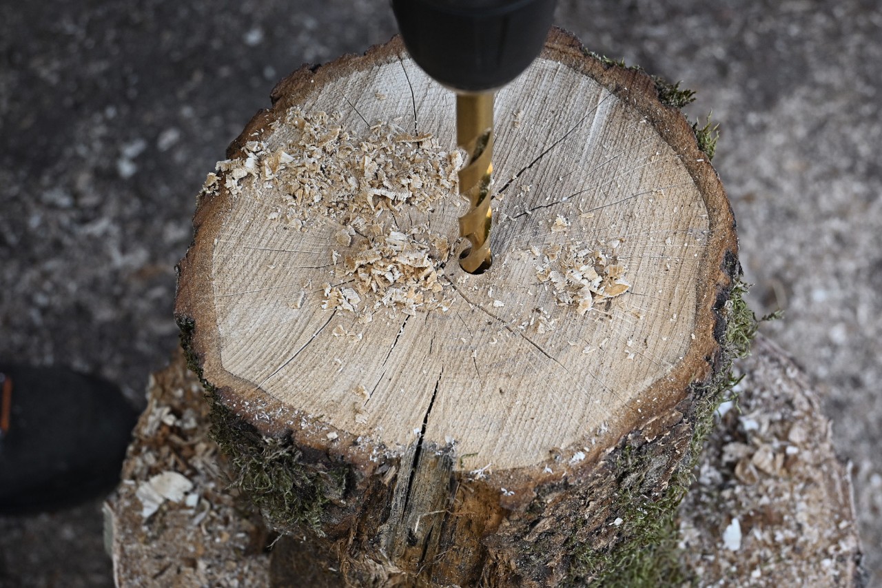 Close-up of a freshly sawn, centre-drilled tree section with wood chips