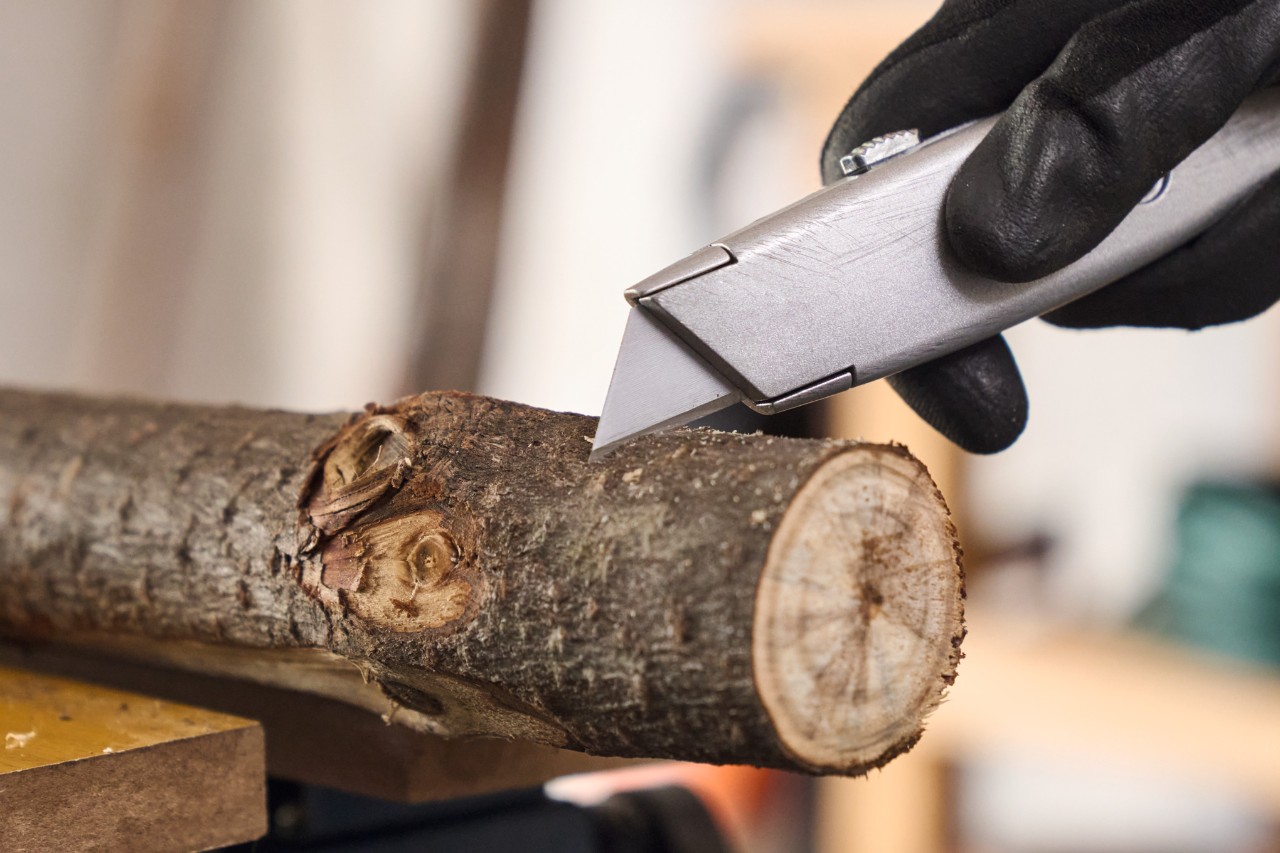 Close-up of someone scoring the bark of a branch with a utility knife
