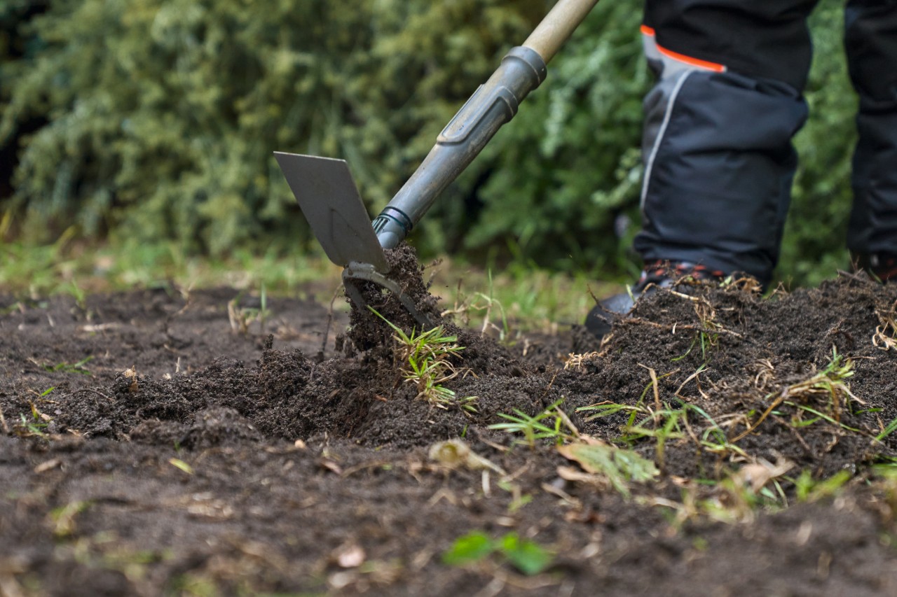 Weeds are removed from the soil using a digging hoe