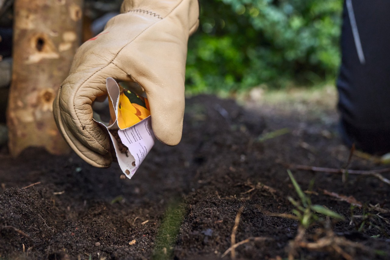 Close-up of someone distributing seeds