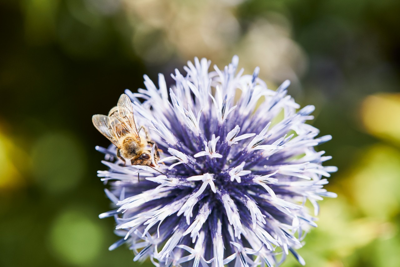 A bee on a light purple flower