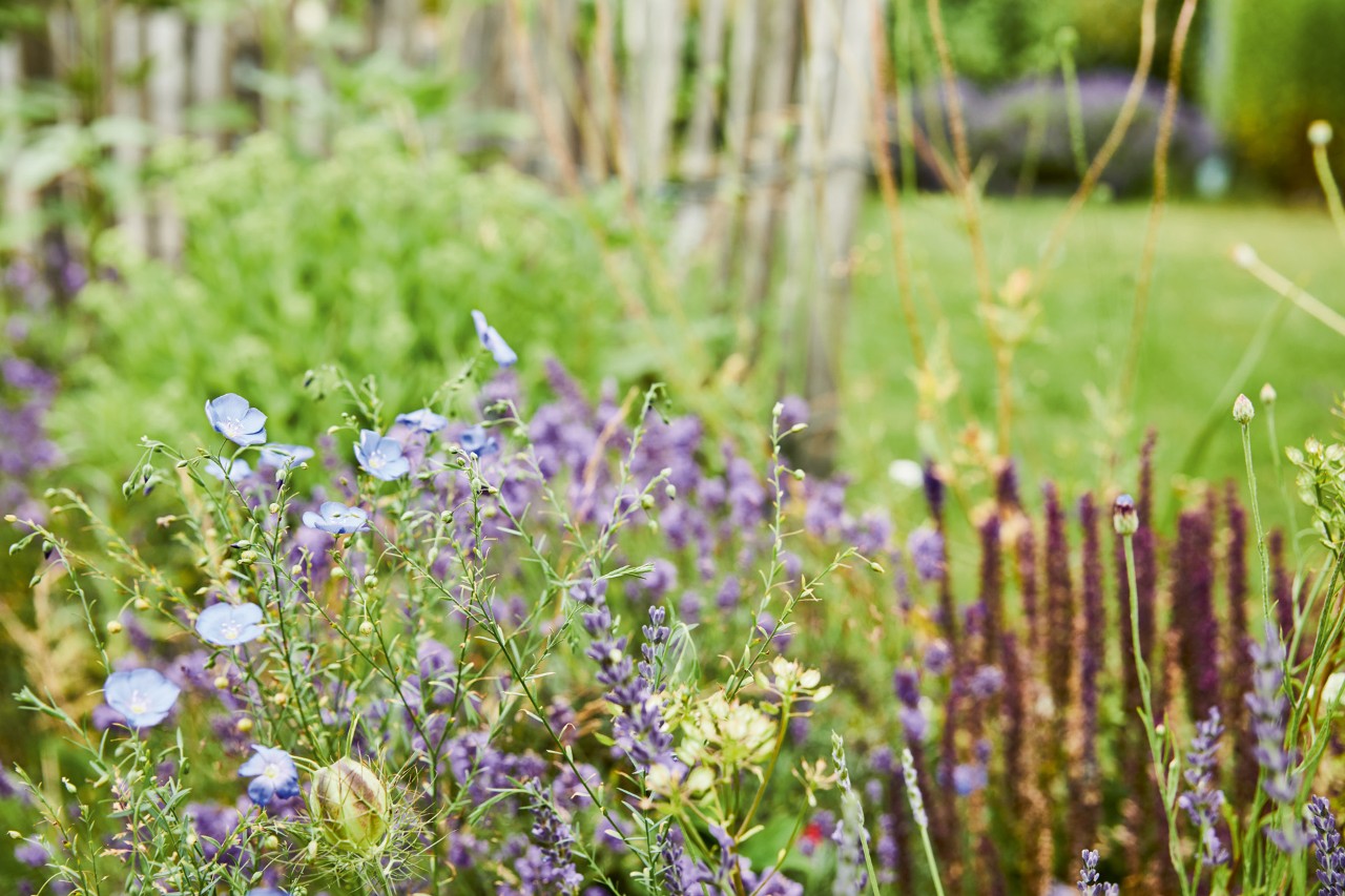 Close-up of purple flowers in a bee-friendly garden