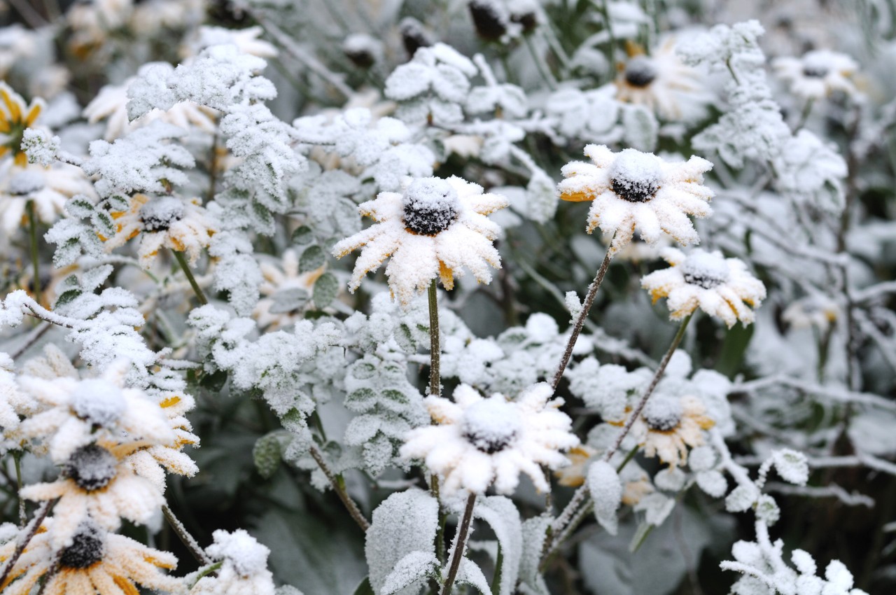 Snow-covered yellow flowers