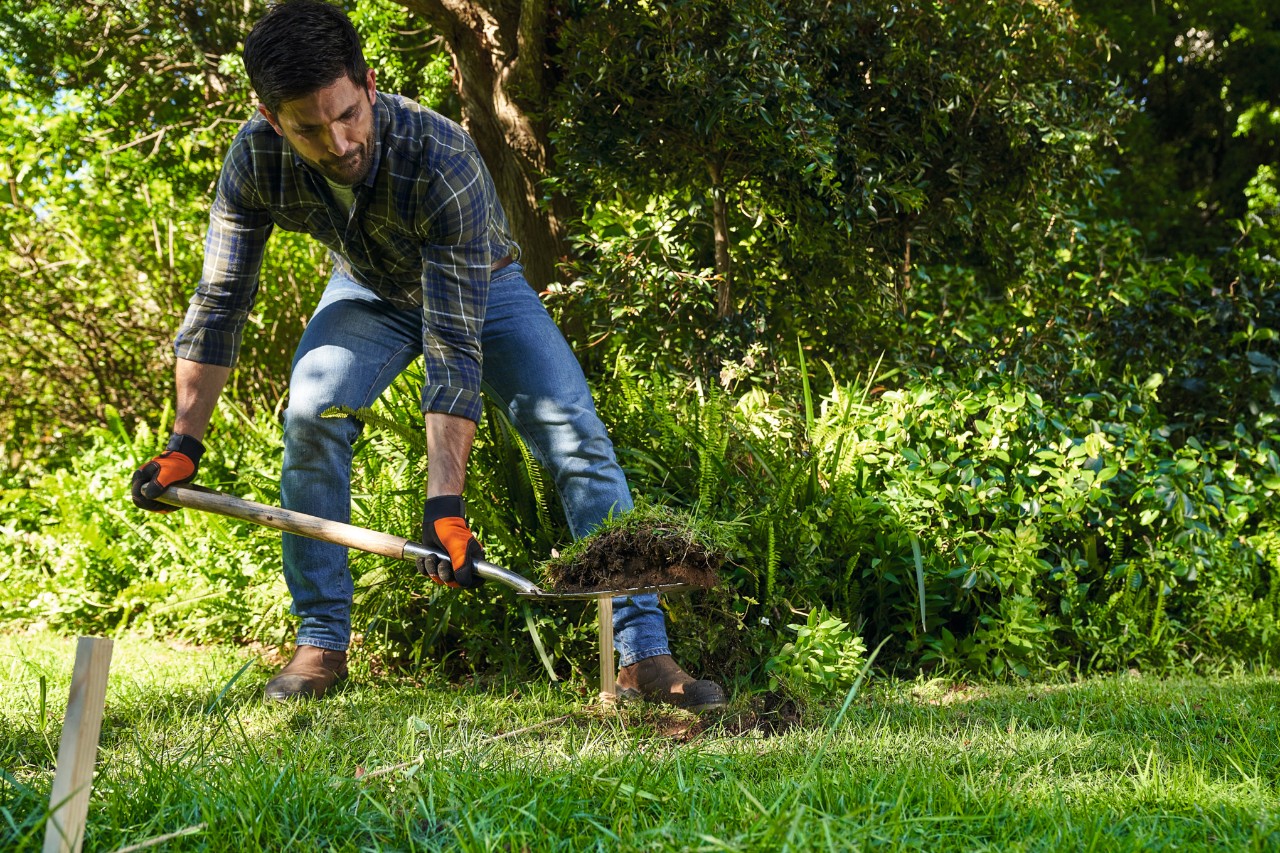A man lifting lawn turf from a meadow using a spade