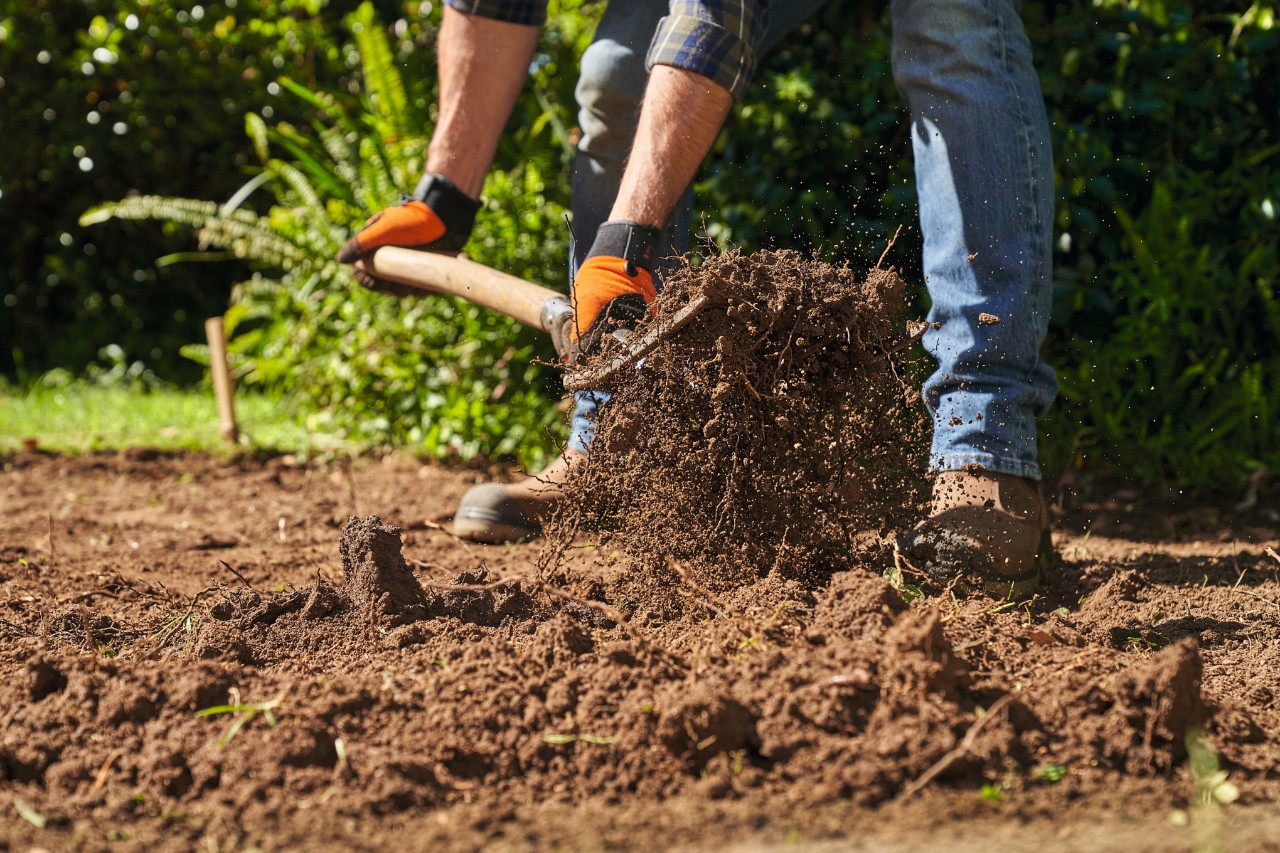 Close-up of a man loosening garden soil with a digging fork