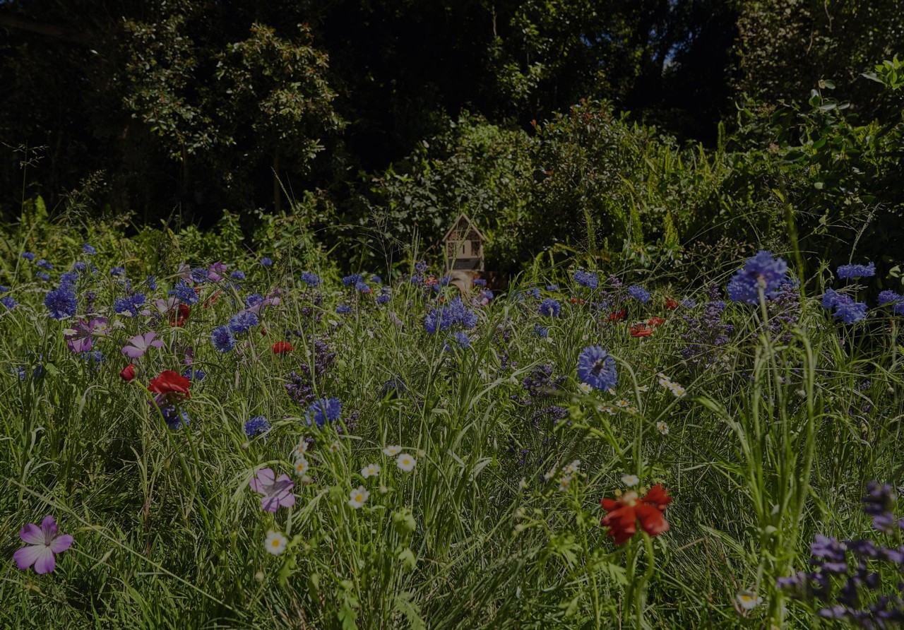Close-up of a lush, blooming wildflower meadow with cornflowers, poppies and daisies