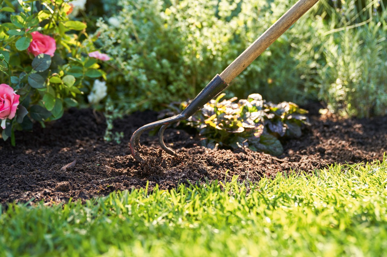 A spade is used to work humus in between drought tolerant perennials
