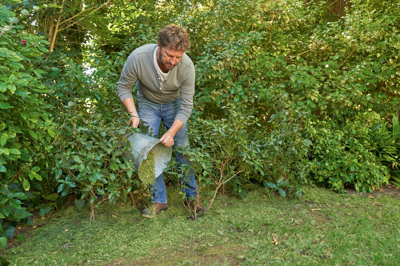 Man covers the ground between two small shrubs in the garden with grass cuttings from a metal bucket