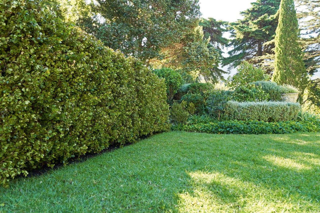 Drought tolerant shrubs and trees in a garden