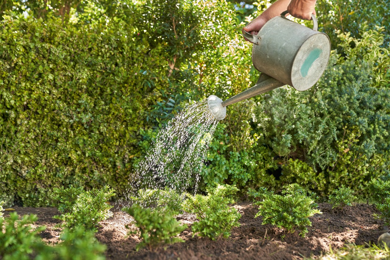 A metal watering can is used to water small drought tolerant garden plants in front of a hedge