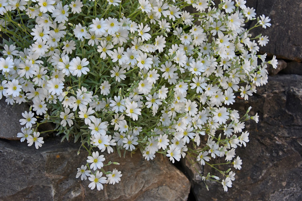 Close-up of white flowers of drought tolerant garden cover snow-in-summer 