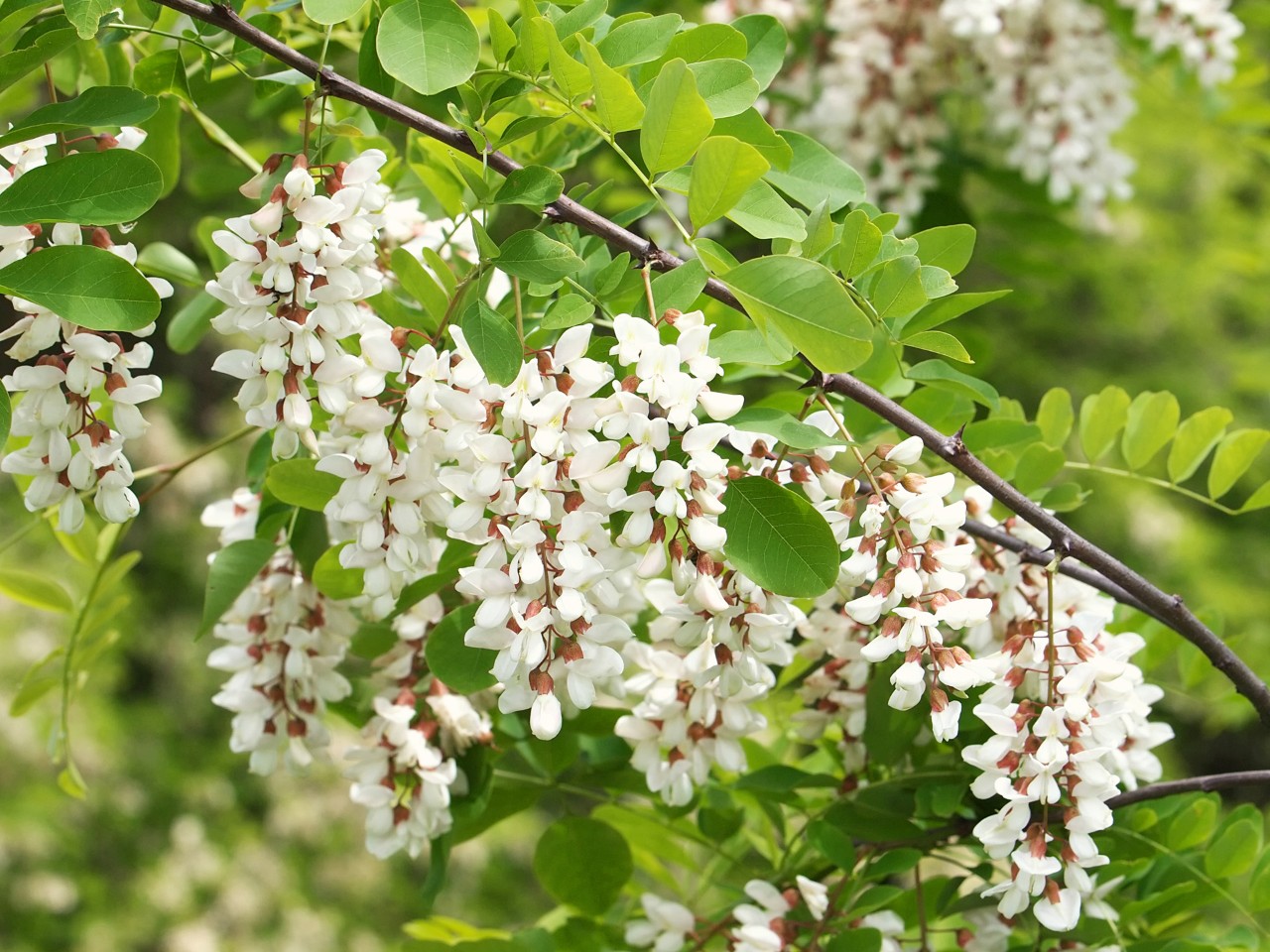 White flowers on the branch of a robinia which is a drought tolerant garden plant