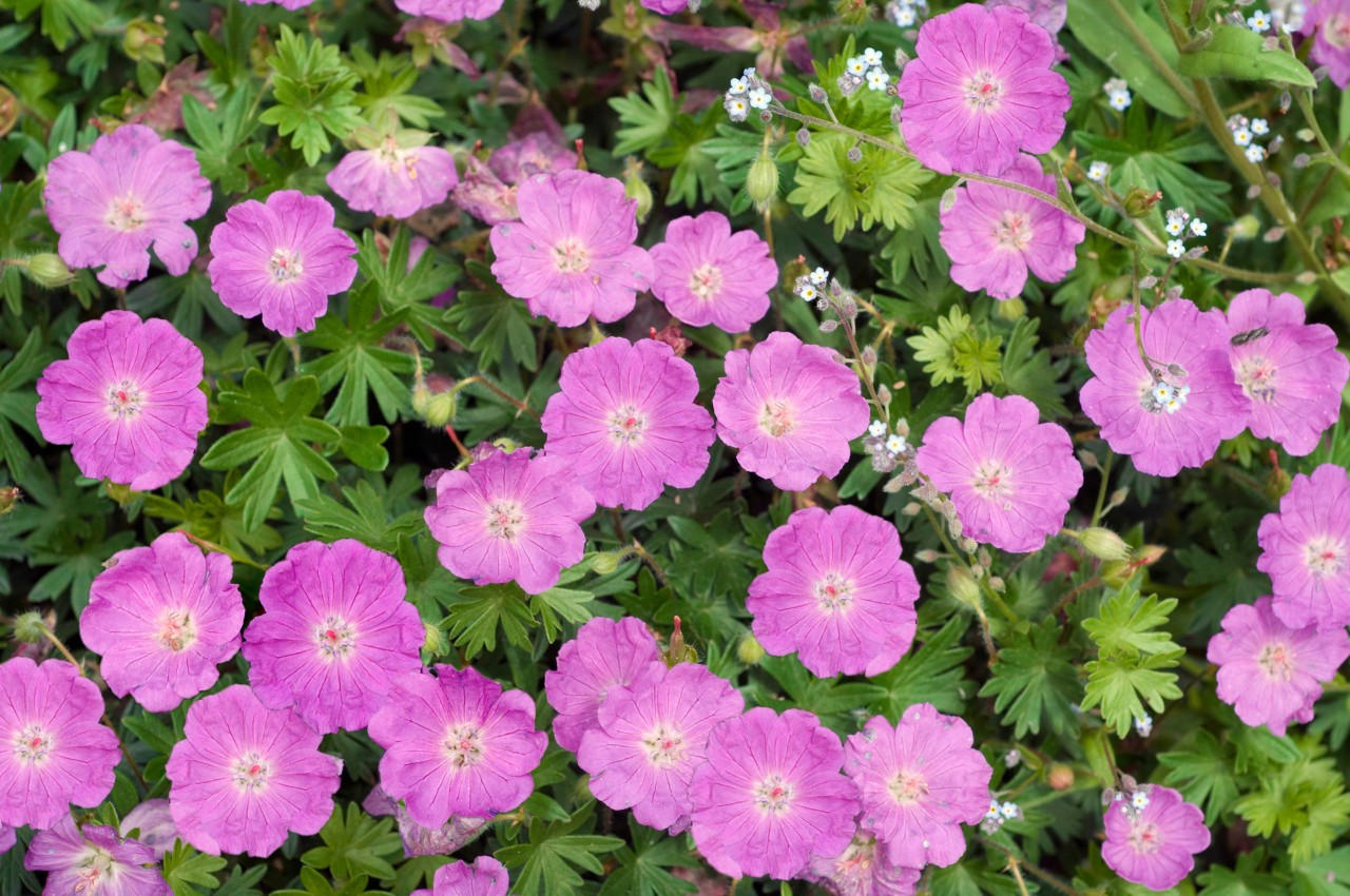 Pink flowers and green leaves on a bloody cranesbill plant