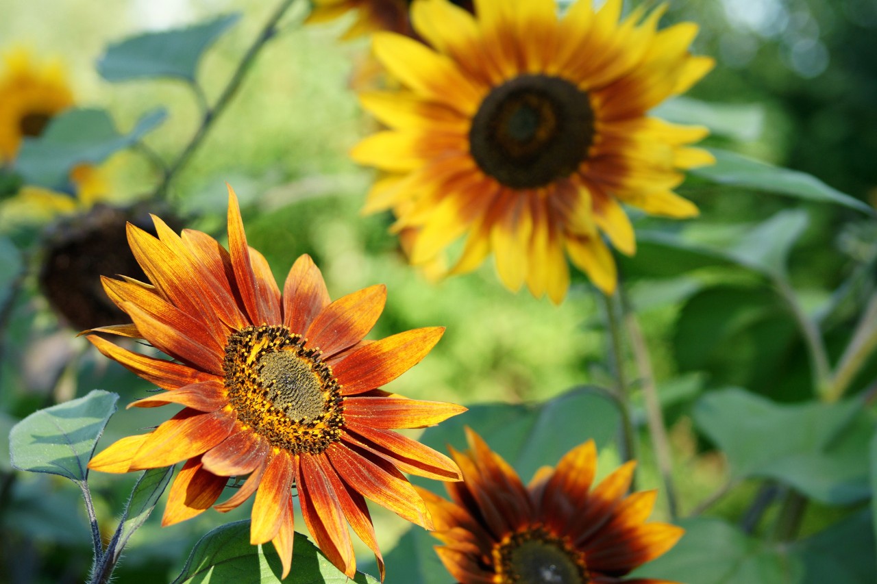 Close-up photo of yellow-dark red sunflower heads