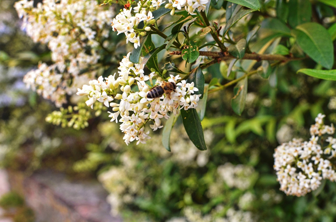 Close-up of a bee on the white flowers of a privet shrub which is a drought tolerant shrub