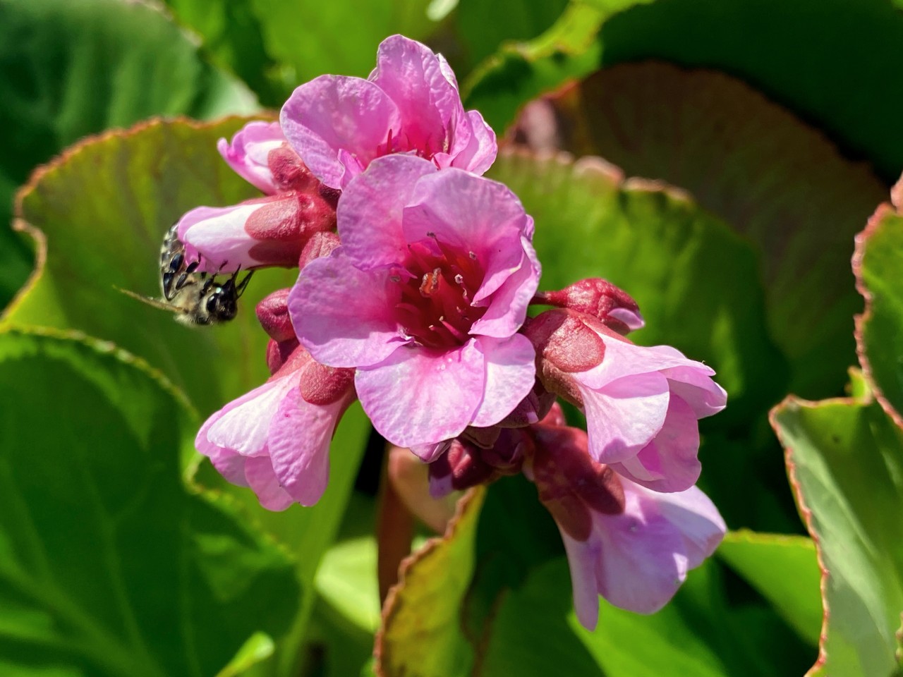 Close-up of open and closed pink bergenia flowers, with a bee in front of green leaves