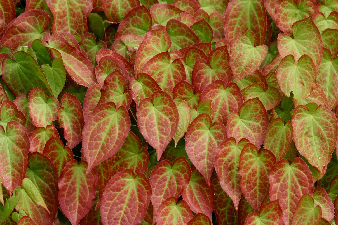 Close-up of the red-green variegated leaves of the red barrenwort which is a good drought tolerant shrub