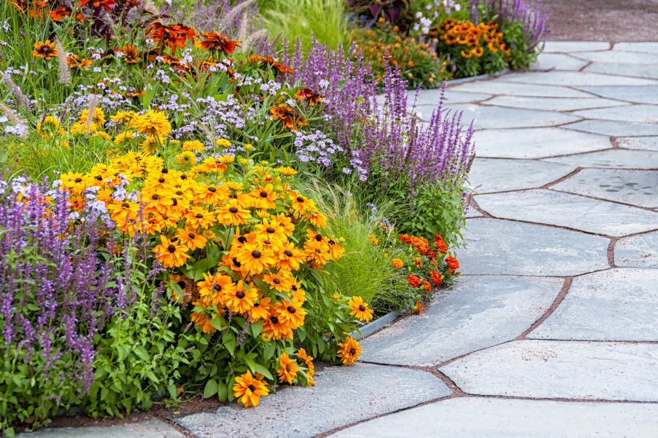 A paved path and colourful flowering perennial plants for a front garden