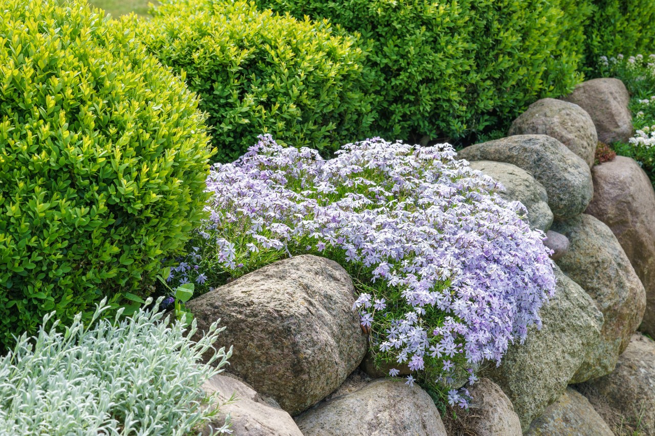 Low-maintenance front garden with stones and ground cover plants