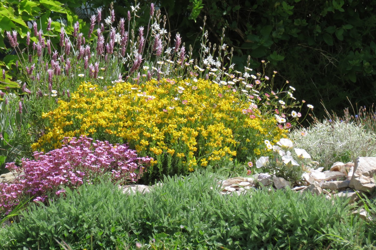 Mediterranean-style front garden with blooming flowers and herbs