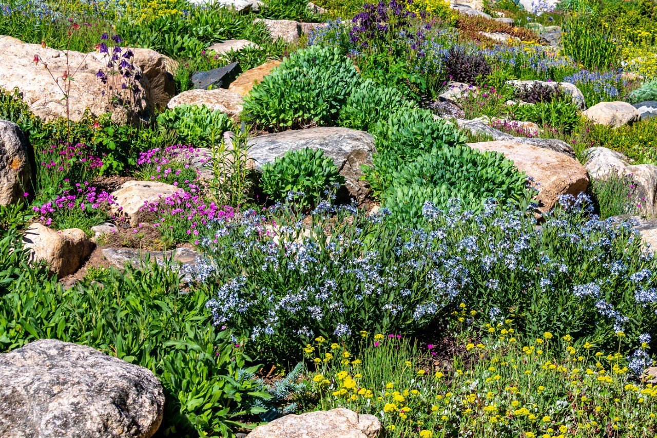 Uneven rock garden with wildflowers and plants for a front garden idea
