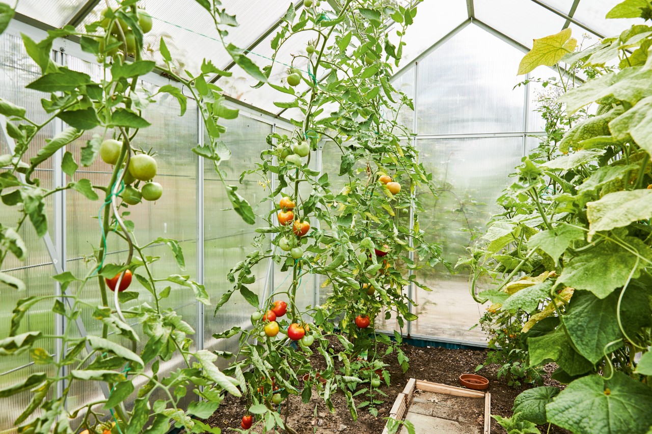 Tall tomato plants in a greenhouse