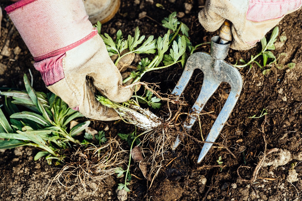 Close-up of weed being uprooted from the ground by someone using a small garden fork and wearing gloves