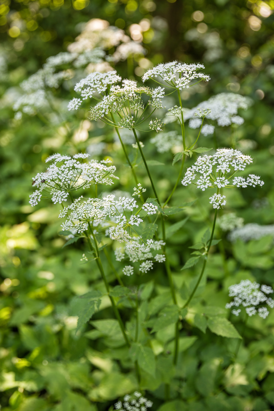 Close-up of ground elder flowers