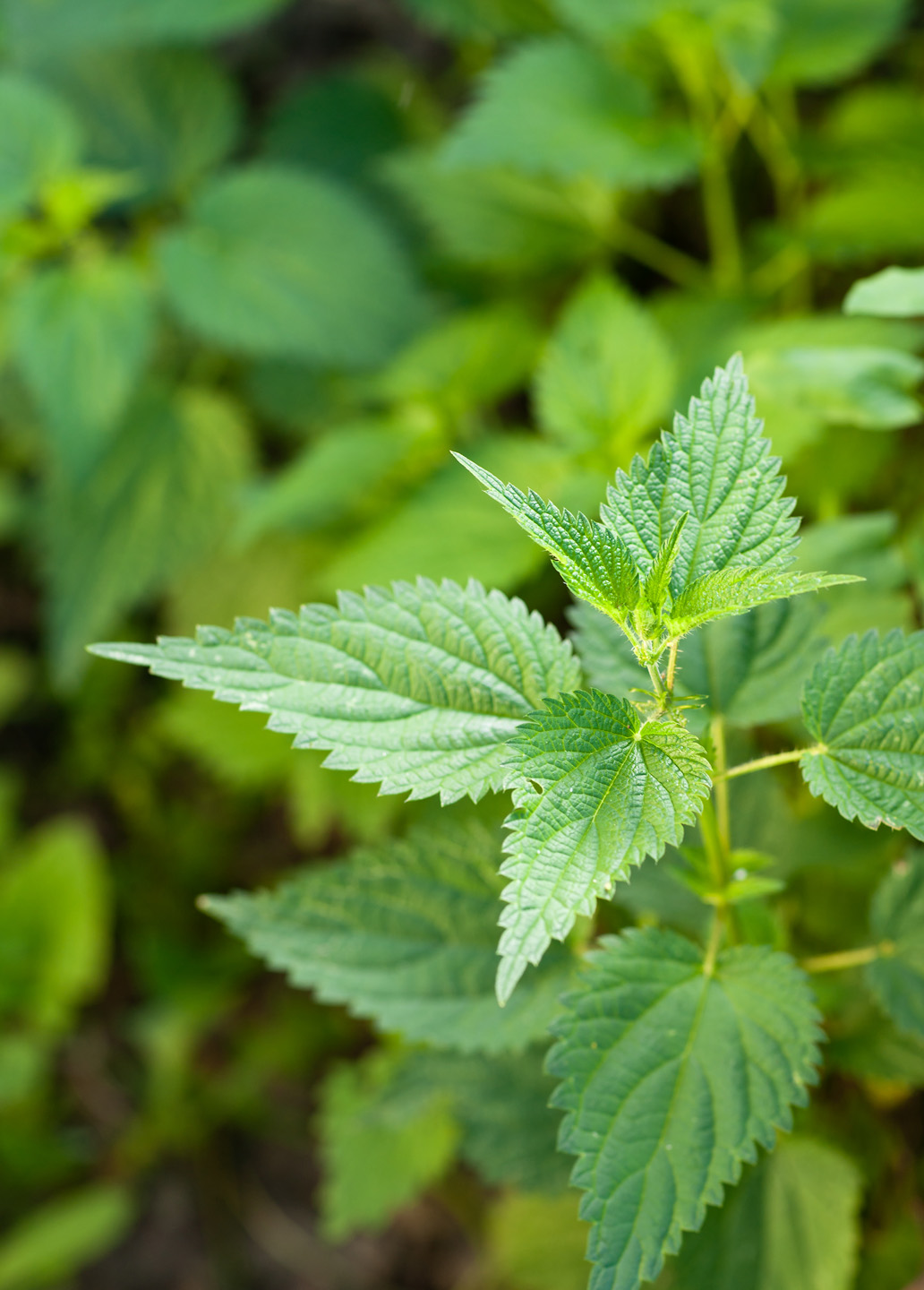 Close-up of a stinging nettle