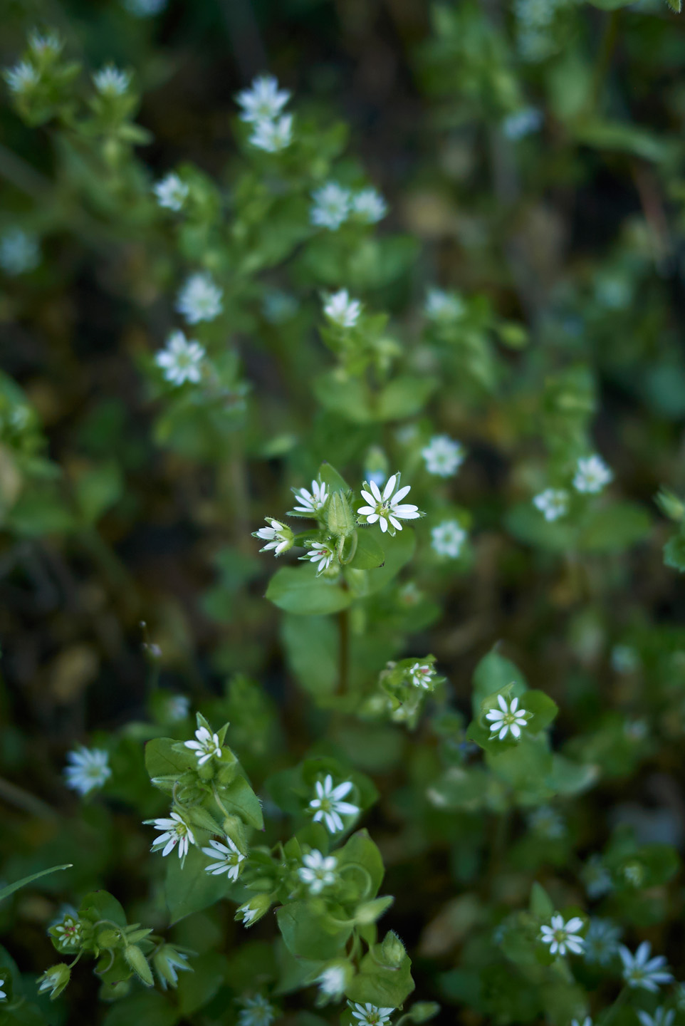Close-up of chickweed